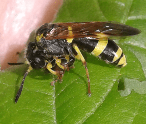 Tenthredinidae : Tenthredo zonula? S